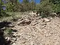 Feldspathic schist of the Moppin Complex on Hopewell Ridge.