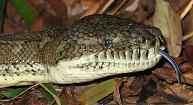 Image 1Forked tonguePhoto credit: LiquidGhoulThe head of a Coastal Carpet Python, the largest subspecies of Morelia spilota, a non-venomous Australian python, showing its forked tongue, a feature common to many reptiles, who smell using the tip of their tongue. Having a forked tongue allows them to tell which direction a smell is coming from.More selected pictures