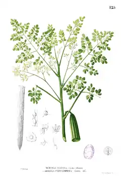 Drumstick Tree (Horse-radish, Munga Soudha in Hindi, Sojne in Bengali, Sahajan in Bhojpuri, Shevga-शेवगा in Marathi, Nugge kayi in Kannada, Midhosaragavo in Gujarati, Mulaga in Telugu and Murungai Maram முருங்கை மரம்  in Tamil;the fruit is Murungaikkai in Tamil and Malayalam) -- Moringa Oleifera