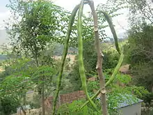 Pods of Moringa oleifera