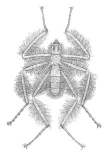 A drawing of male specimen