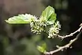 Morus alba flowers in India