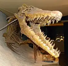 Closeup of a reconstructed M. hoffmannii skull