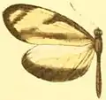 M. p. amelina male