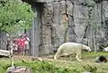 Polar bear exhibit