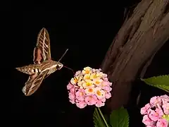 Feeding on Lantana flowers