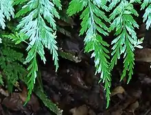 dangling frond tips of a fern, with new fronds growing from them near the tip