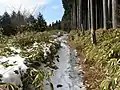 A bamboo grass trail in winter.