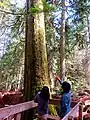 Giant Cedars Boardwalk Trail