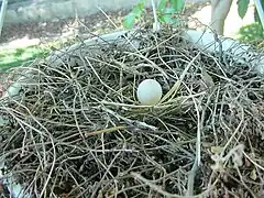 Egg in nest