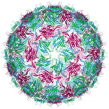 MS2 capsid