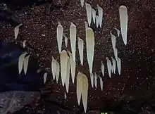 "Mucronella pendula" found in Morwell National Park, Victoria, Australia