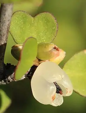 One mature fruit and seed at bottom, and an immature seed (recently pollinated flower) above.