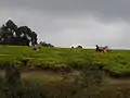 Picking tea. Mufindi tea farm