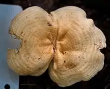 View showing cap surface of an ochre mushroom with darker, concentrical rings