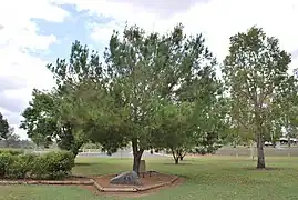 Mundubbera, Qld - Pinus halepensis