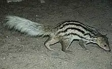 Grandidier's mongoose, a range-restricted carnivore of the spiny forests