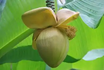 Musa × paradisiaca