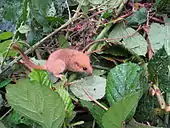 Hazel dormouse (Muscardinus avellanarius) in the garden