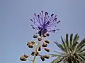 Clear flower view, Djerba island, Tunisia