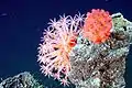 Deepsea mushroom corals growing on the chimney of an Explorer Ridge hydrothermal vent