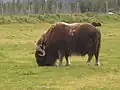 Muskox (Ovibos moschatus) grazing at the center