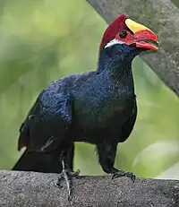 A Violet turaco.