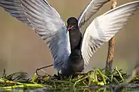 Black terns mating in Tartu County, Estonia