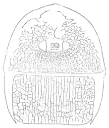 Drawing depicting the frontal parts of a fossil of ''Mycterops'', a relative of ''Megarachne''.