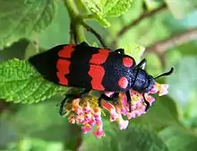 Seen in Karnataka