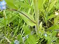 Close up showing non-basal leaf