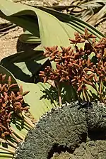 Detail photograph of male plant and cones