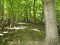 A mature forest with a tree over 250 years old is a part of the wildlife preserve.