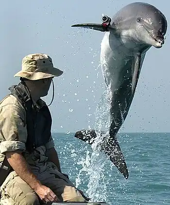 A bottlenose dolphin jumping out of the water (the entire body is visible) in front of a trainer in camouflage. The dolphin is wearing a small, cylindrical camera on its right fin