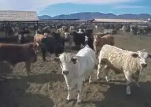 Cattle