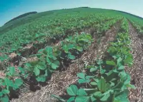 Young soybean plants are being planted in long rows