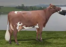 Photo of a red and white Norwegian Red cow on a pasture in front of a lake