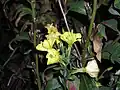 Flowers and fruit capsules