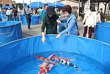 Koi in Yamakoshi