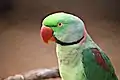 Rose-ringed Parrot