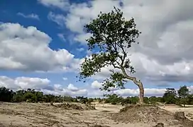 Nationaalpark Loonse en Drunense Duinen