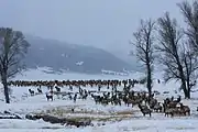 National Elk Refuge