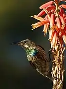 Juvenile male, Namibia