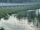 A neighborhood pond in Owens Cross Roads