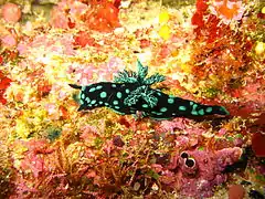 Nembrotha cristata, in Bunaken National Park