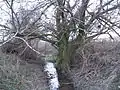 The brook at its source