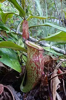 N. ampullaria × N. mirabilis