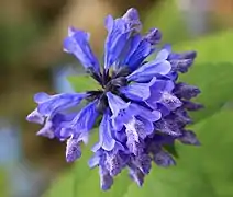 Nepeta subsessilis