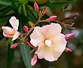 Peach colored flowers