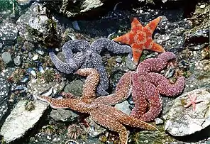 Starfish of varied colours